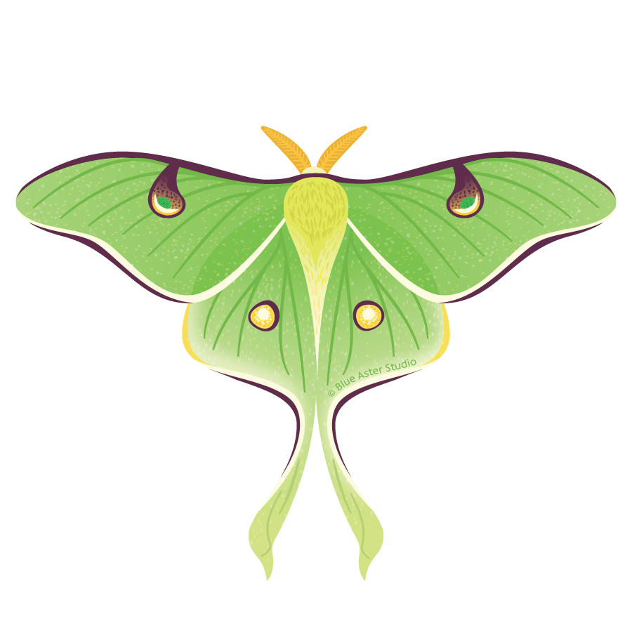 Sticker - Luna Moth