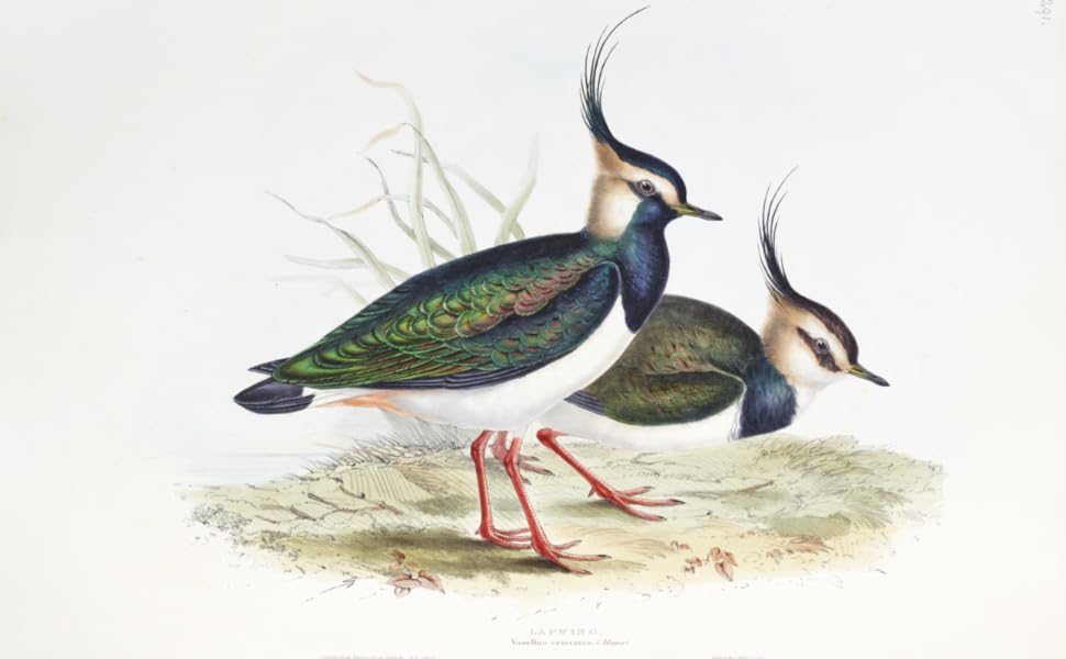 Book - Birds of the World: The Art of Elizabeth Gould by Andrea Hart and Ann Datta (Hardback)