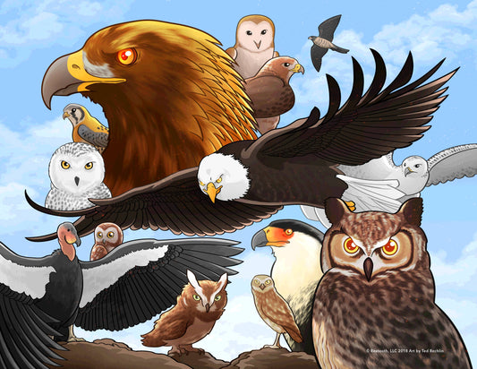 Sticker - Raptors