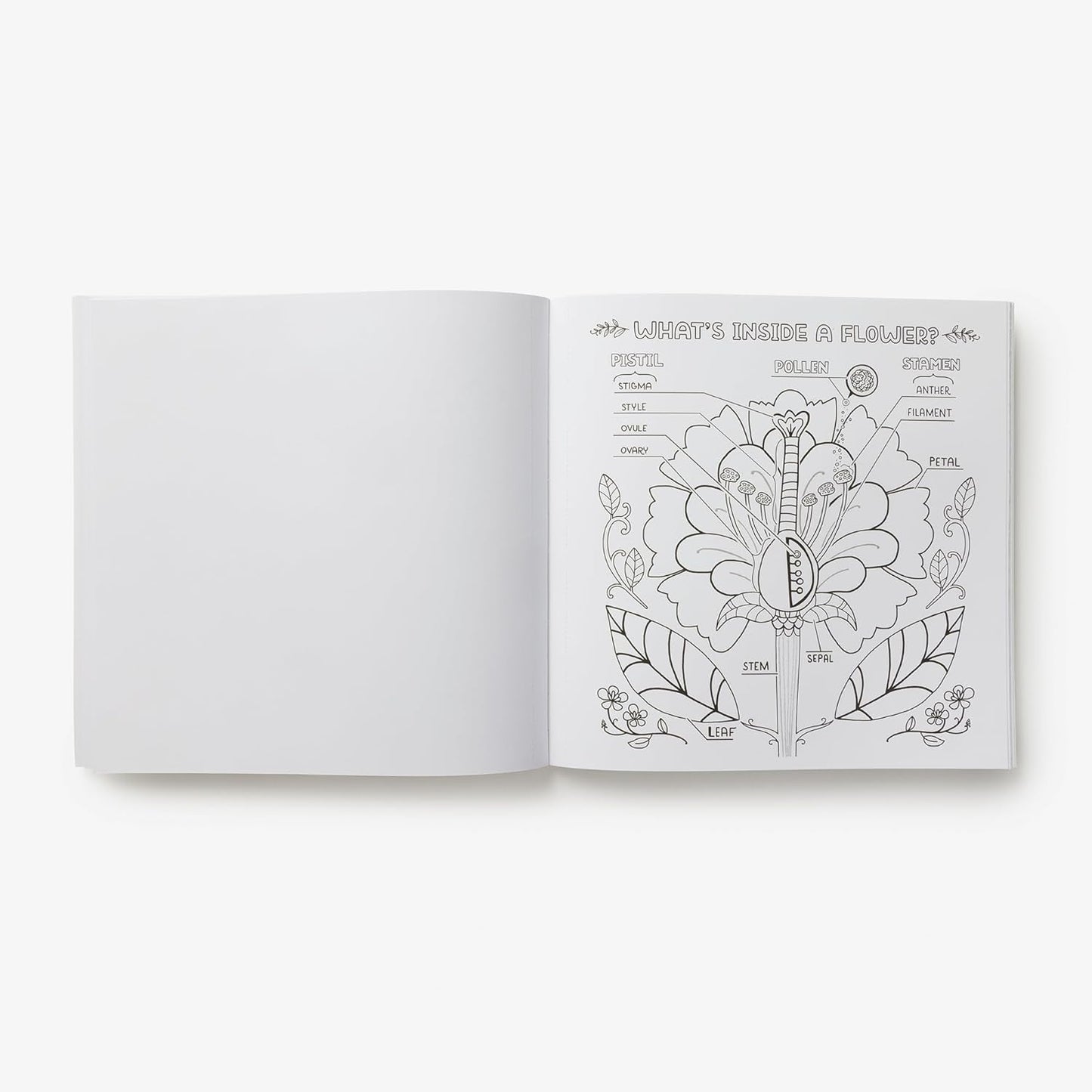 Book - What's Inside a Garden?: Science and Nature Coloring Book: 40 Drawings to Color by Rachel Ignotofsky (Paperback)