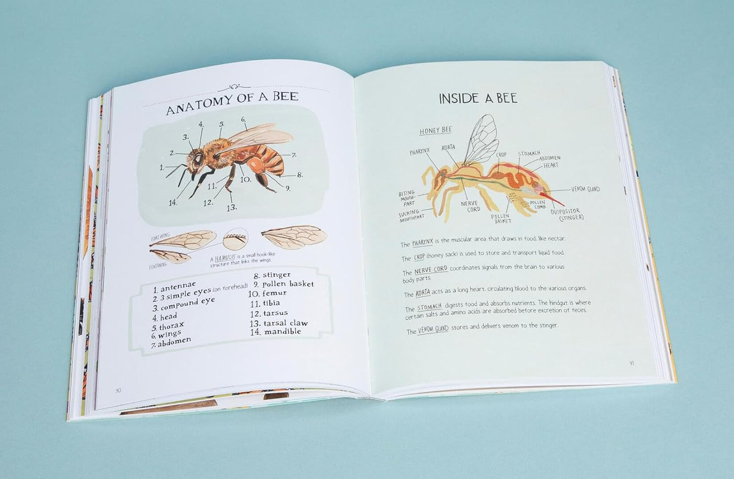 Book - Insect Anatomy: The Curious World of Bees, Beetles, Butterflies, and Bugs by Julia Rothman (Paperback)