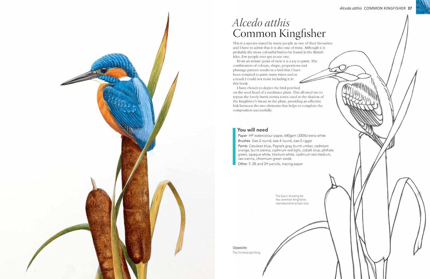 Book - A-Z of Bird Portraits: An illustrated guide to painting beautiful birds by Andrew Forkner (Paperback)