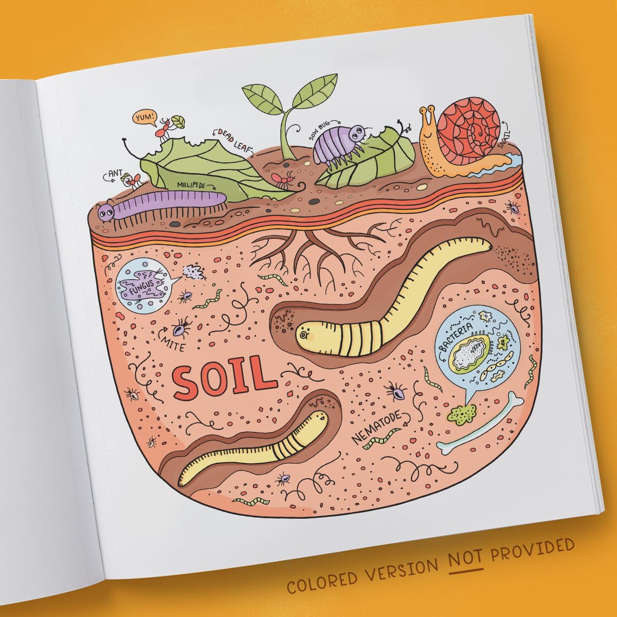 Book - What's Inside a Garden?: Science and Nature Coloring Book: 40 Drawings to Color by Rachel Ignotofsky (Paperback)