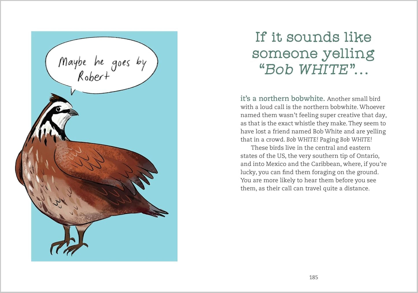 Book - Bird Talk: Hilariously Accurate Ways to Identify Birds by the Sounds They Make by Becca Rowland (Paperback)