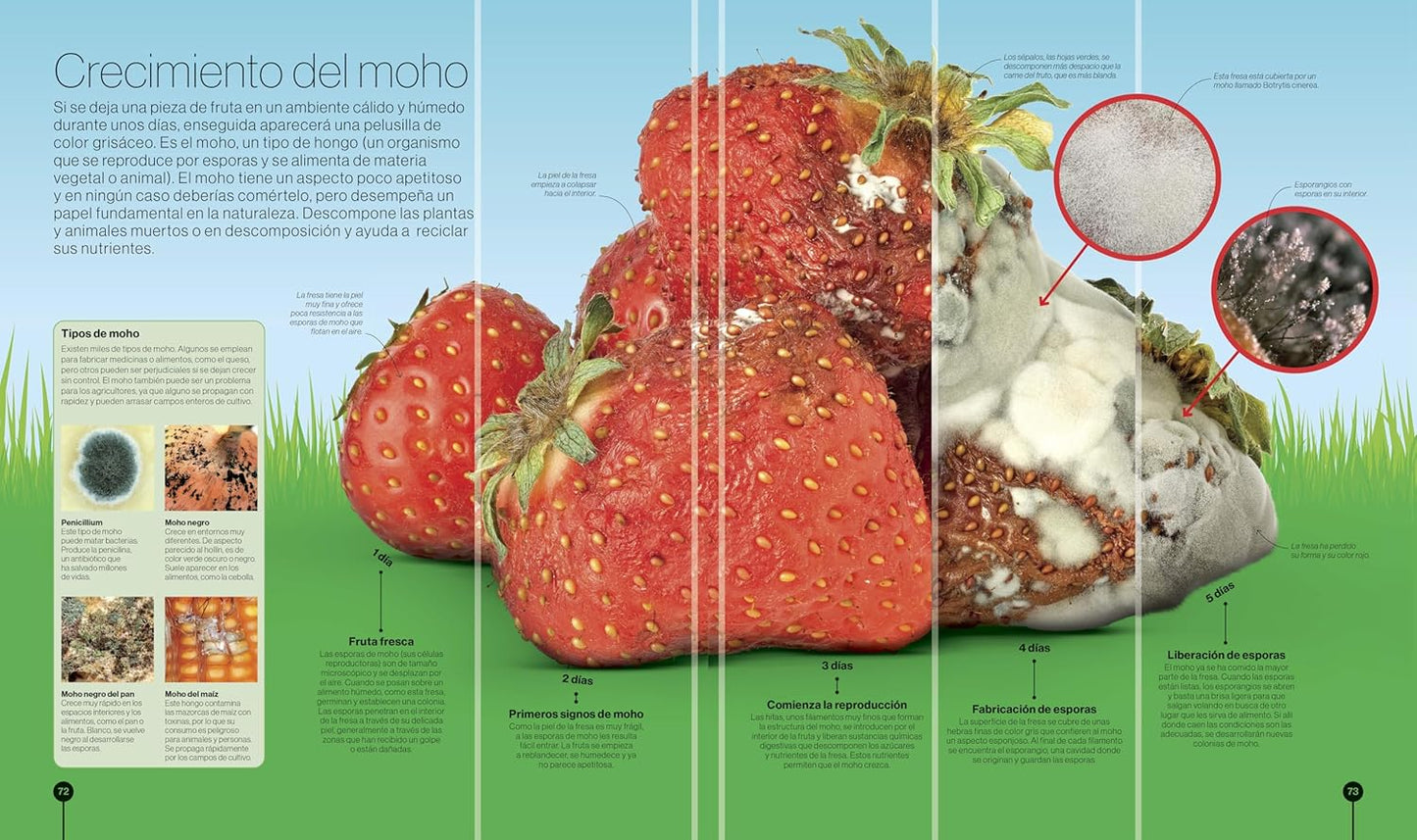 Libro en Espanol - Los Ciclos de la Naturaleza (Timelines of Nature) (Hardback)