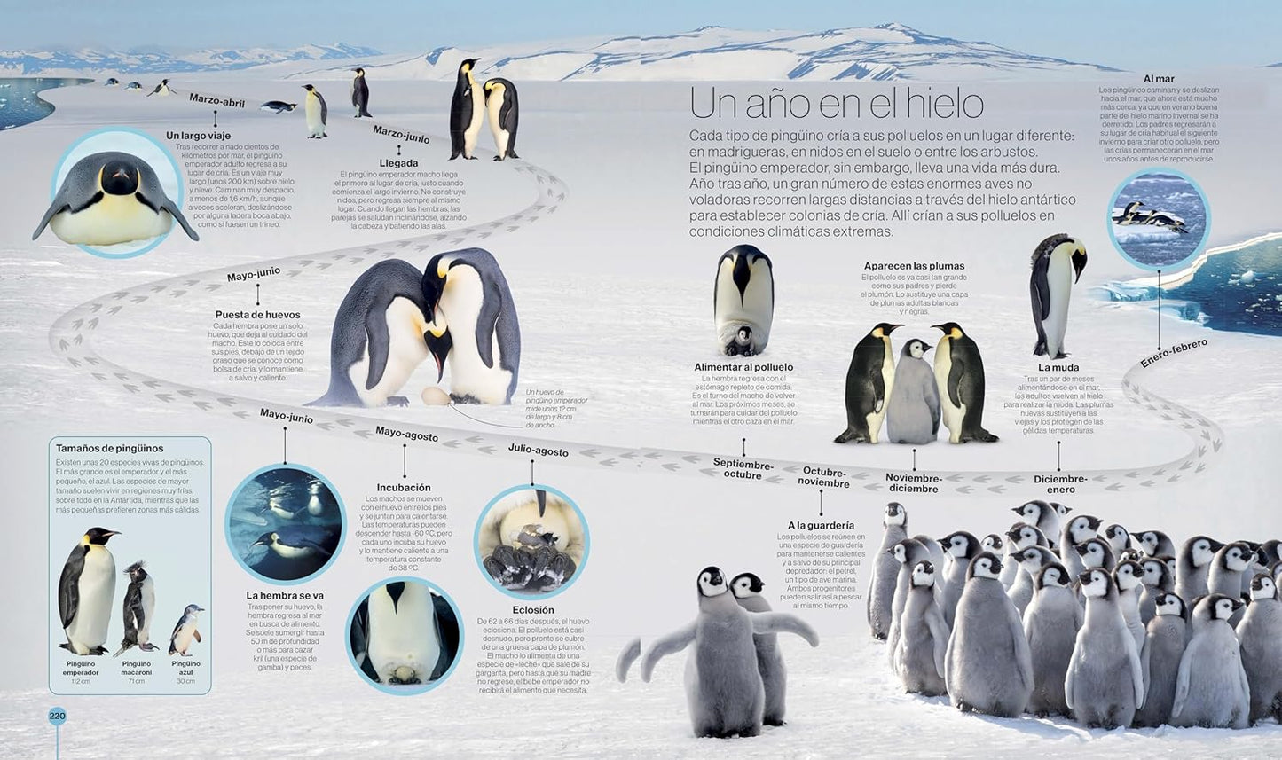 Libro en Espanol - Los Ciclos de la Naturaleza (Timelines of Nature) (Hardback)