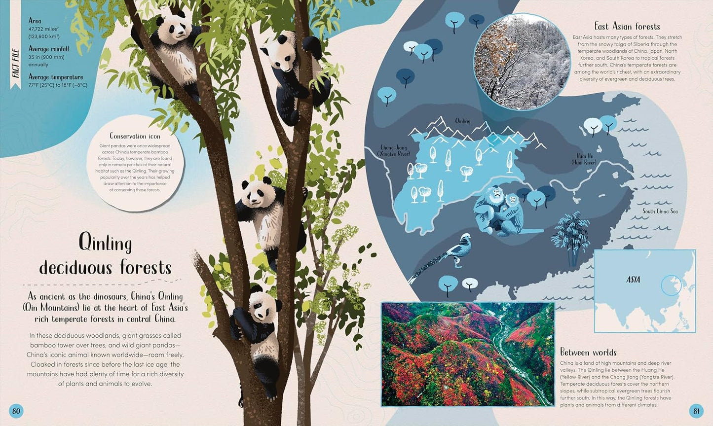 Book - Forest: Walk Through the Fascinating World of the Wild (Earth's Incredible Habitats) by Derek Harvey (Hardback)