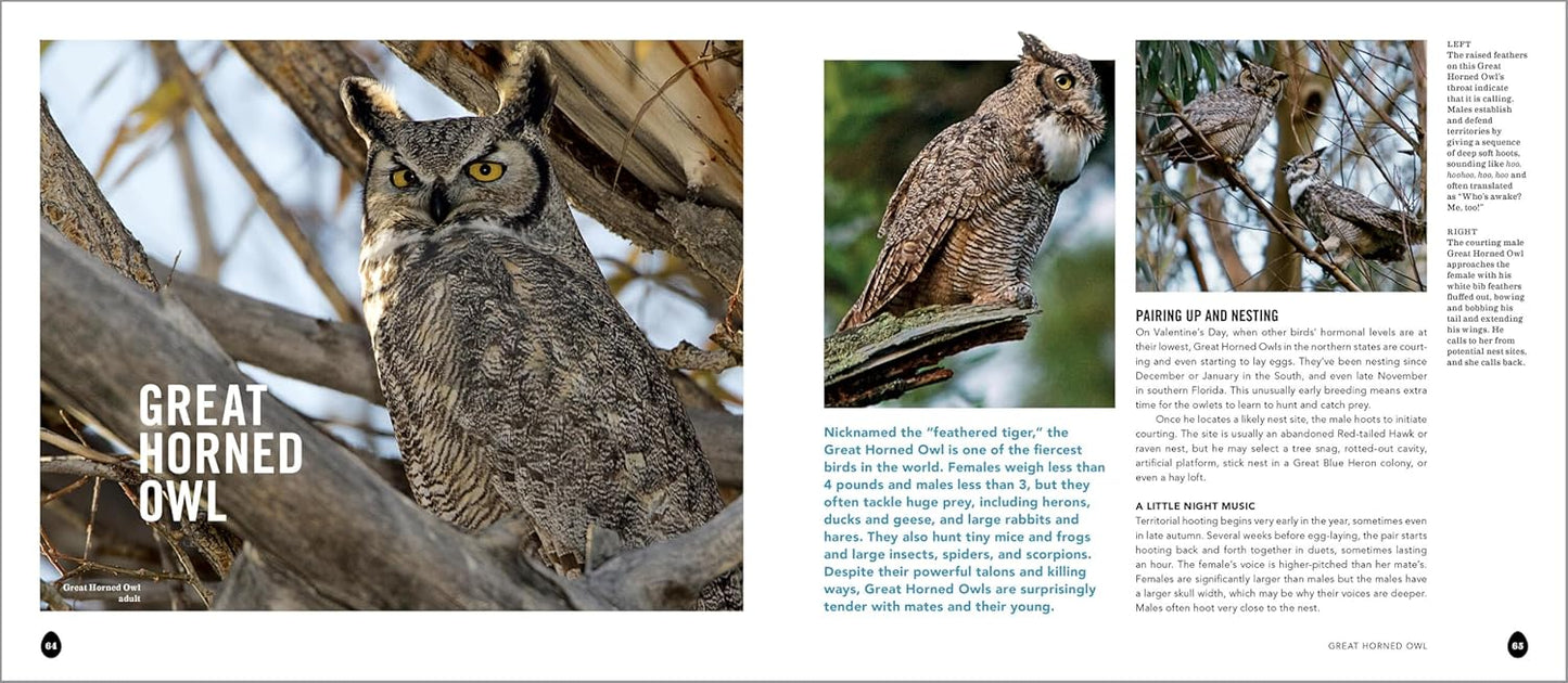 Book - Into the Nest: Intimate Views of the Courting, Parenting, and Family Lives of Familiar Birds by Laura Erickson & Marie Read (Paperback)