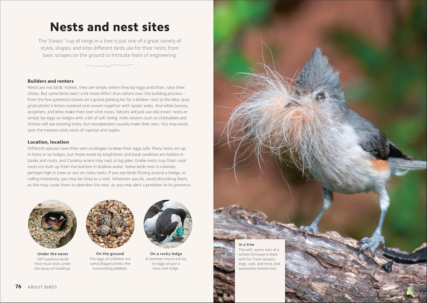 Book - Smithsonian Birdwatching Guide: Turn Yourself into a Birdwatching Expert (DK North American Bird Guides) (Hardback)
