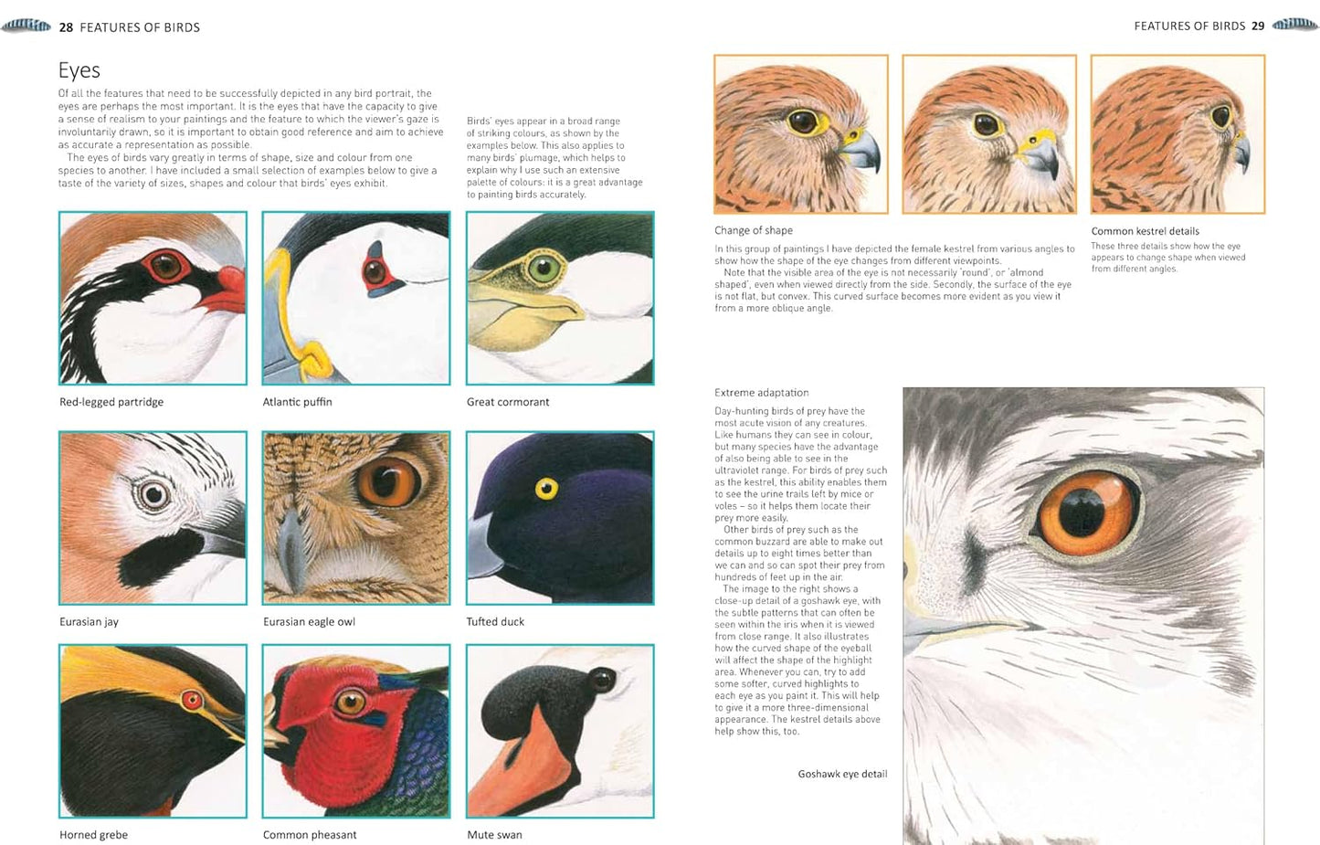 Book - A-Z of Bird Portraits: An illustrated guide to painting beautiful birds by Andrew Forkner (Paperback)