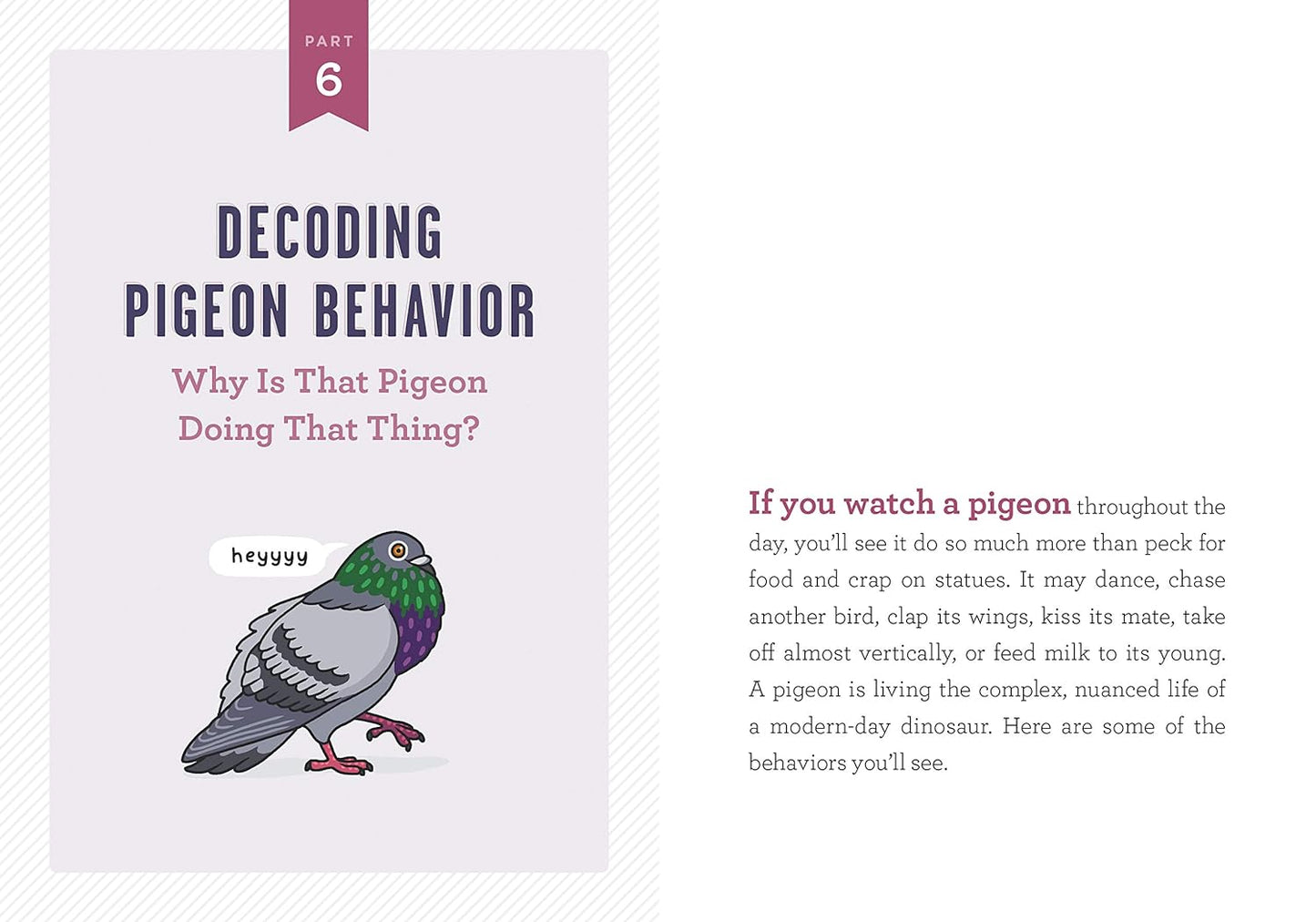 Book - Pocket Guide to Pigeon Watching by Rosemary Mosco (Paperback)