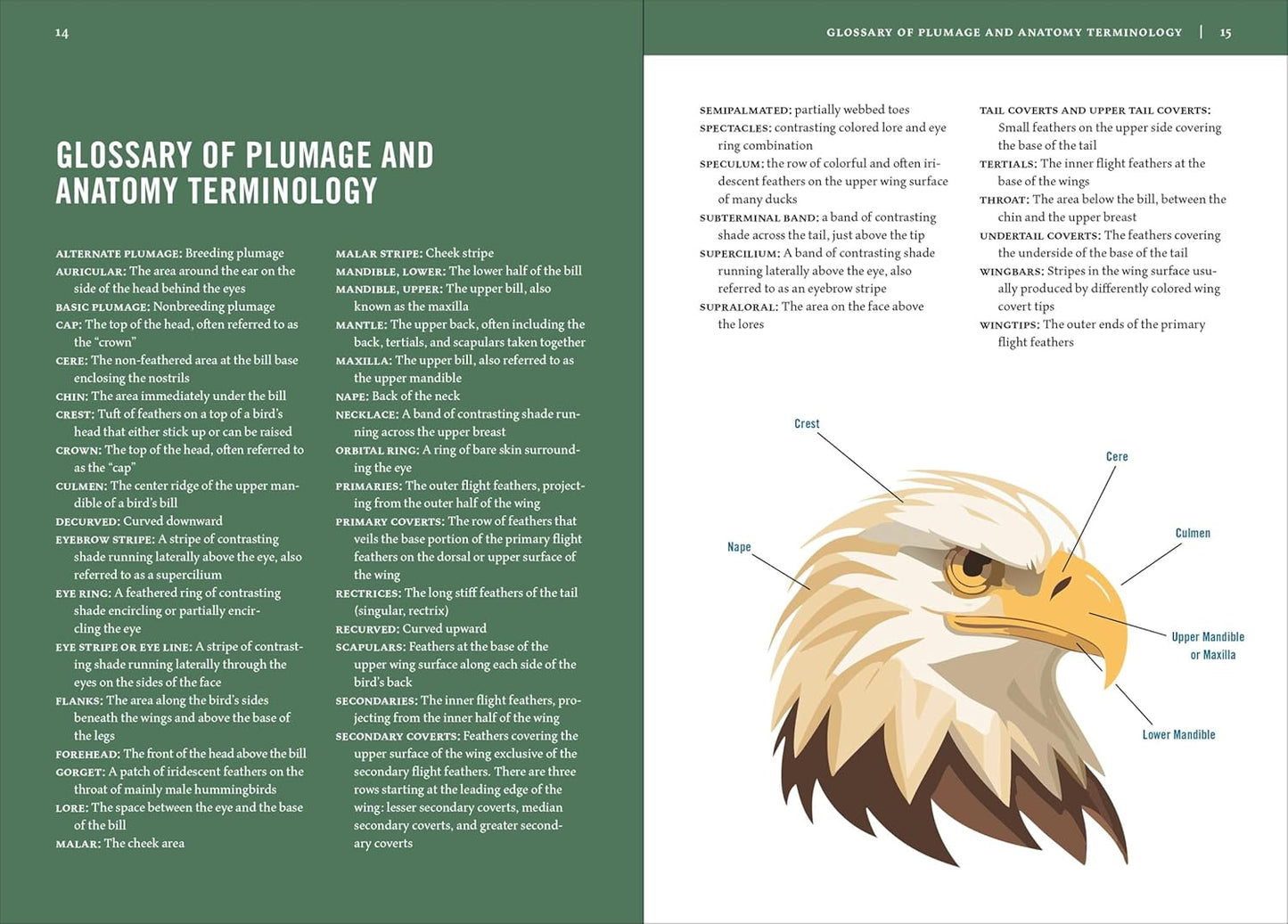 Book - Birds of Texas: A Timber Press Field Guide by David Sarkozi (Flexibound)
