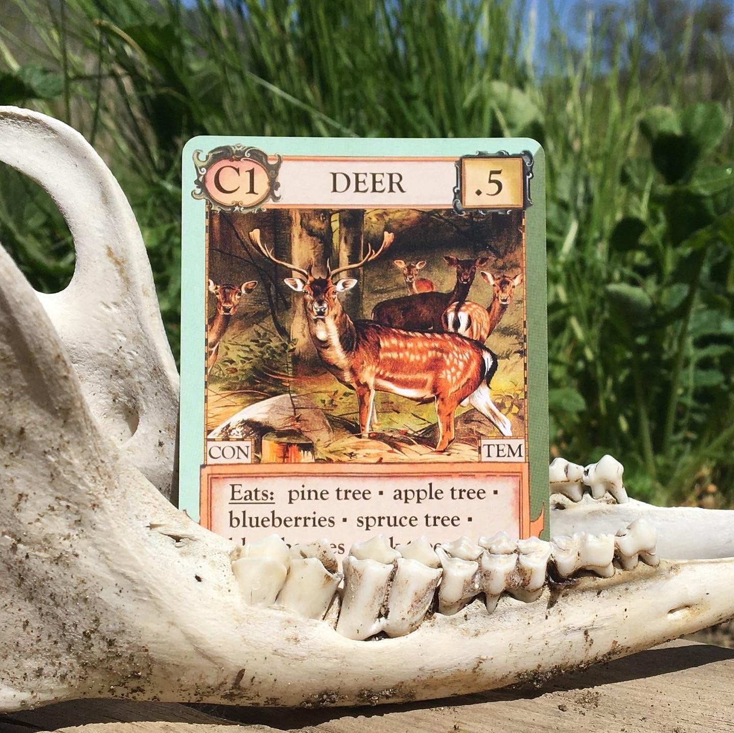 Games - Ecologies Card Game (Main Pack)