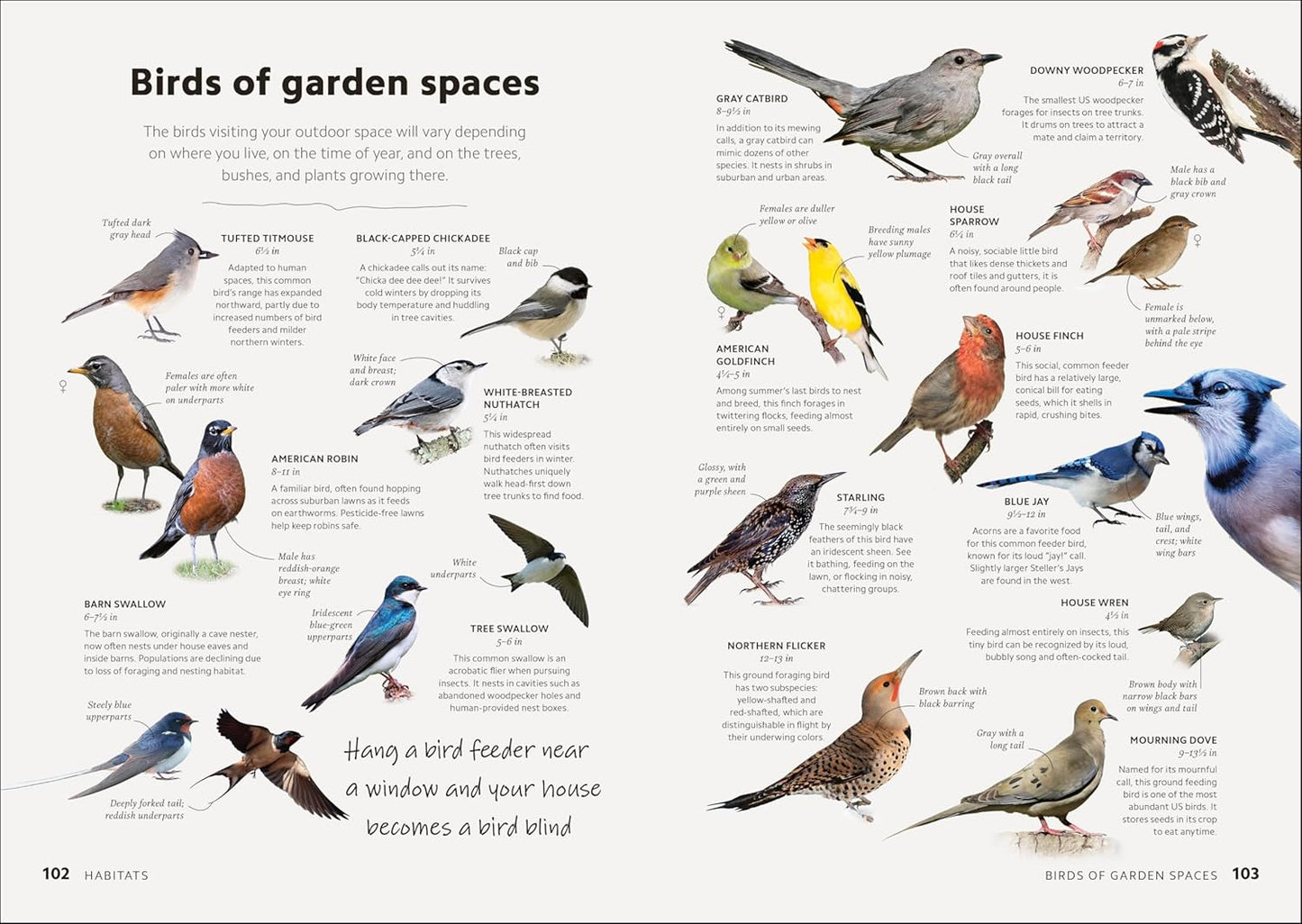 Book - Smithsonian Birdwatching Guide: Turn Yourself into a Birdwatching Expert (DK North American Bird Guides) (Hardback)