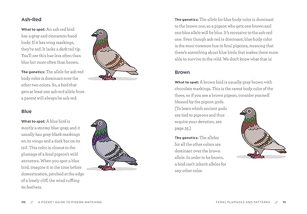 Book - Pocket Guide to Pigeon Watching by Rosemary Mosco (Paperback)