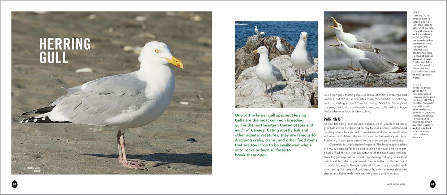 Book - Into the Nest: Intimate Views of the Courting, Parenting, and Family Lives of Familiar Birds by Laura Erickson & Marie Read (Paperback)