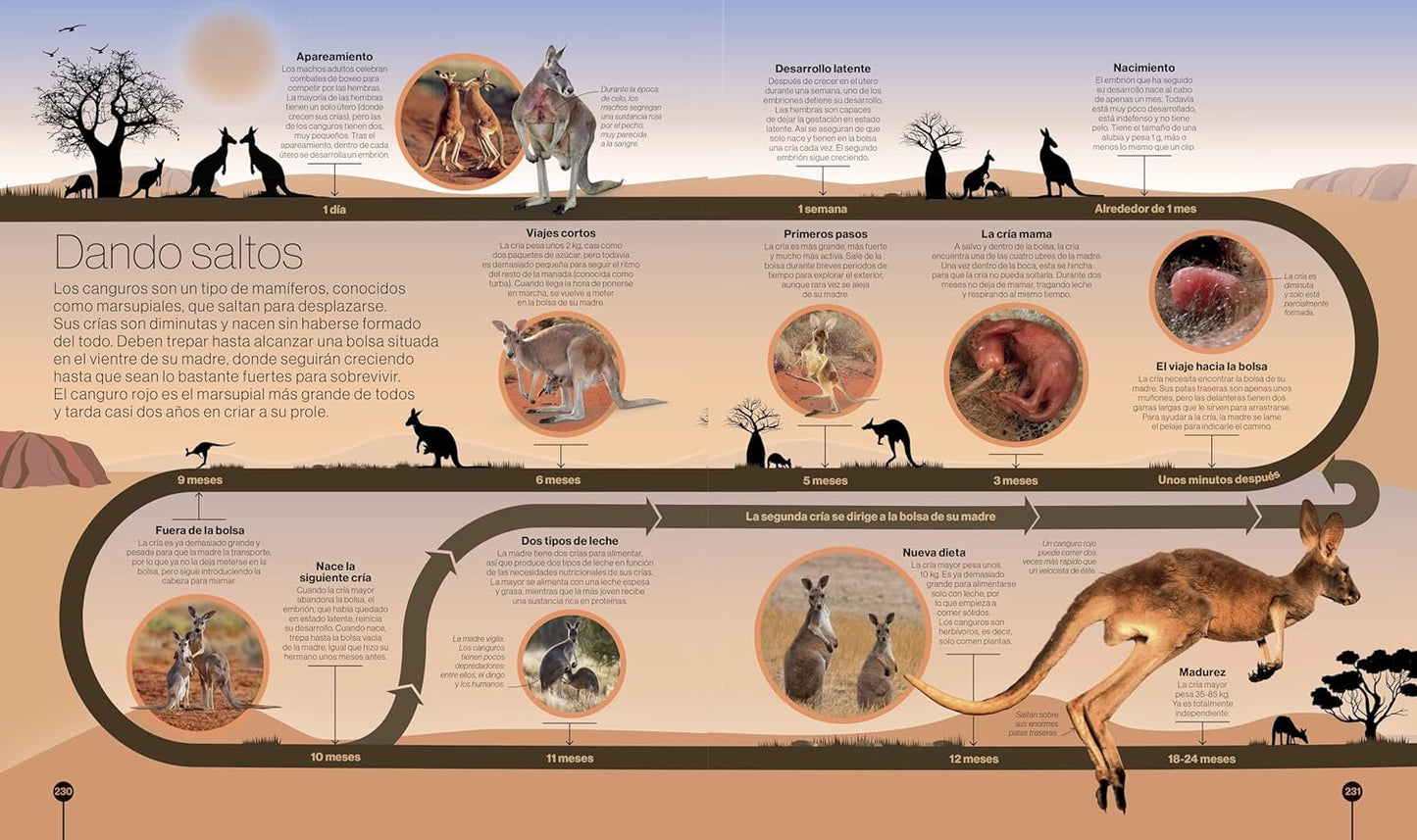 Libro en Espanol - Los Ciclos de la Naturaleza (Timelines of Nature) (Hardback)