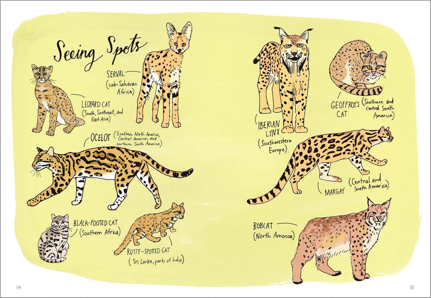 Book - Wildlife Anatomy: The Curious Lives & Features of Wild Animals Around the World by Julia Rothman (Paperback)