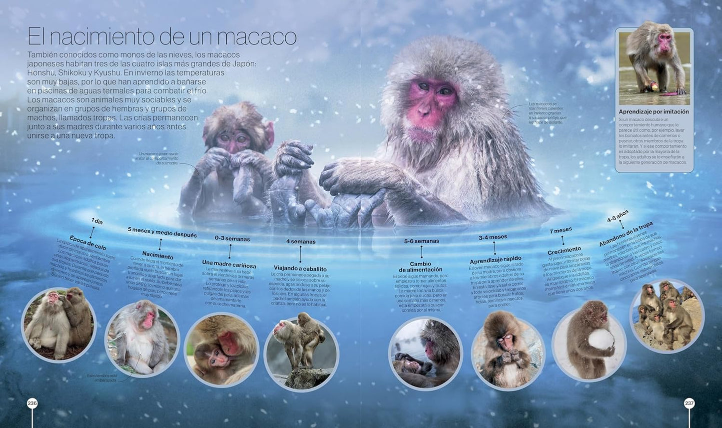 Libro en Espanol - Los Ciclos de la Naturaleza (Timelines of Nature) (Hardback)