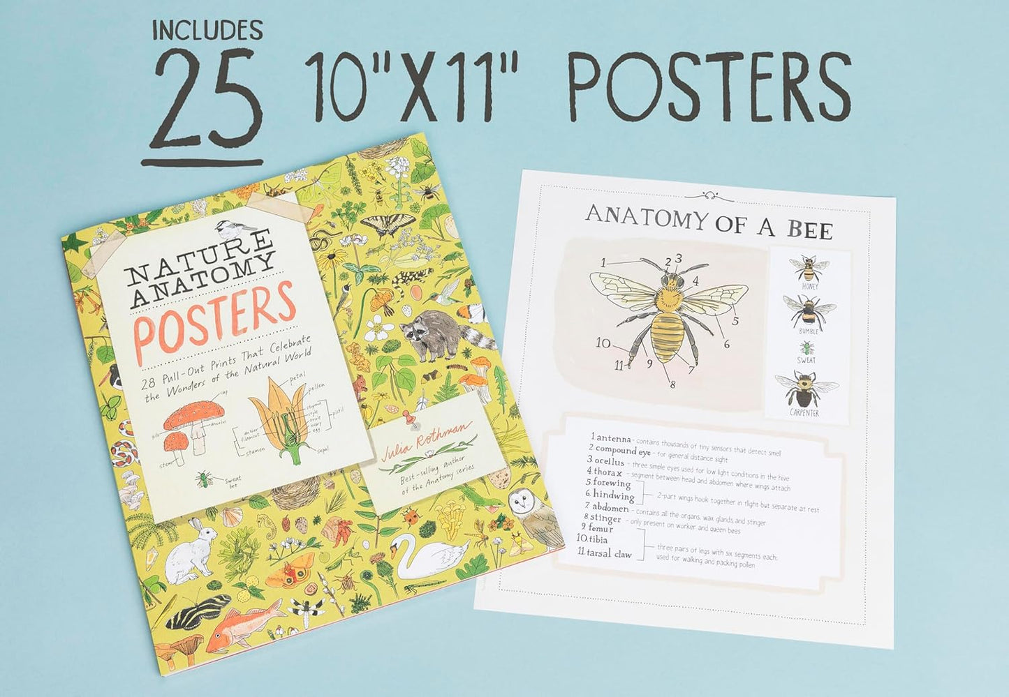 Book - Nature Anatomy Posters: 28 Pull-Out Prints That Celebrate the Wonders of the Natural World by Julia Rothman (Paperback)