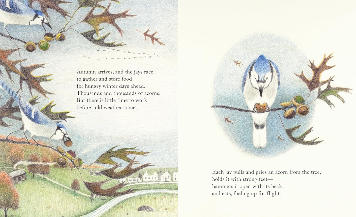 Book - The Blue Jays That Grew a Forest by Lynn Street (Hardback)