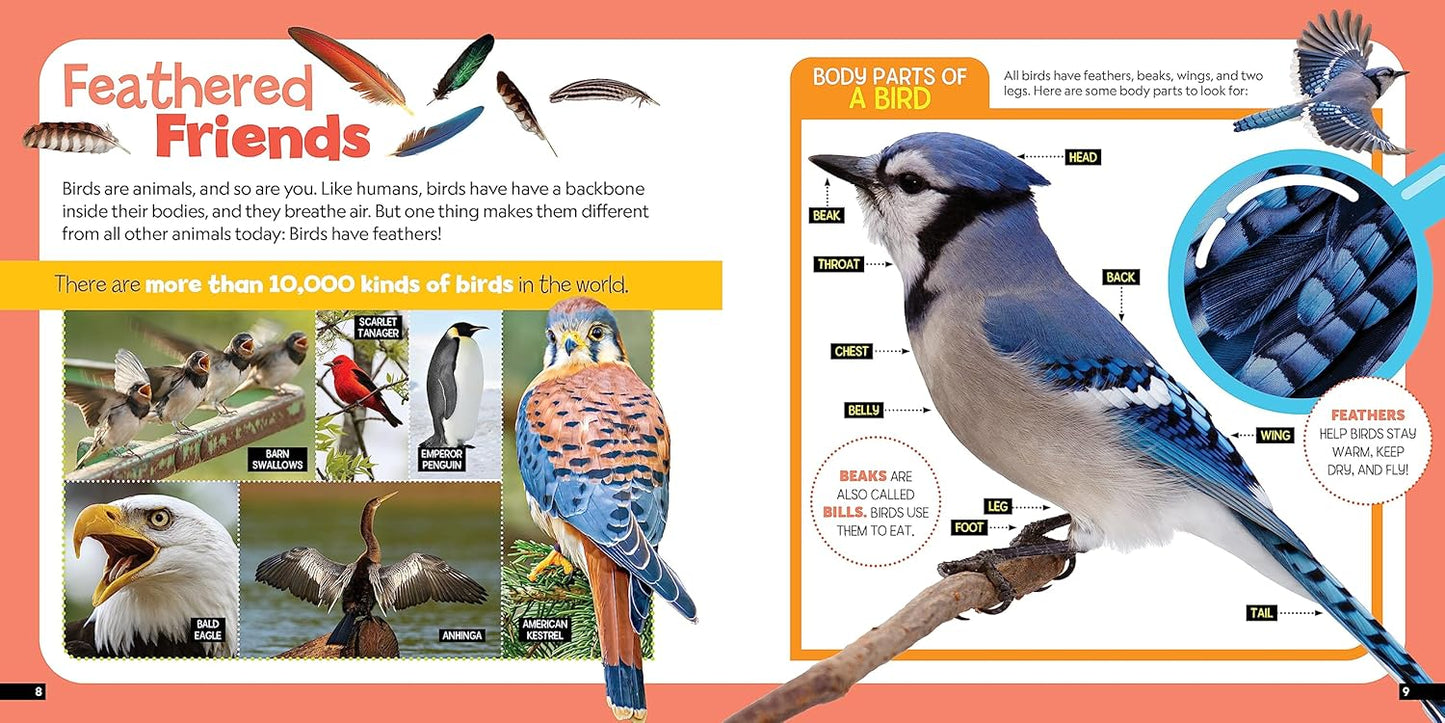 Book - Little Kids First Nature Guide Birds by Moira Rose Donohue (Flexibound)