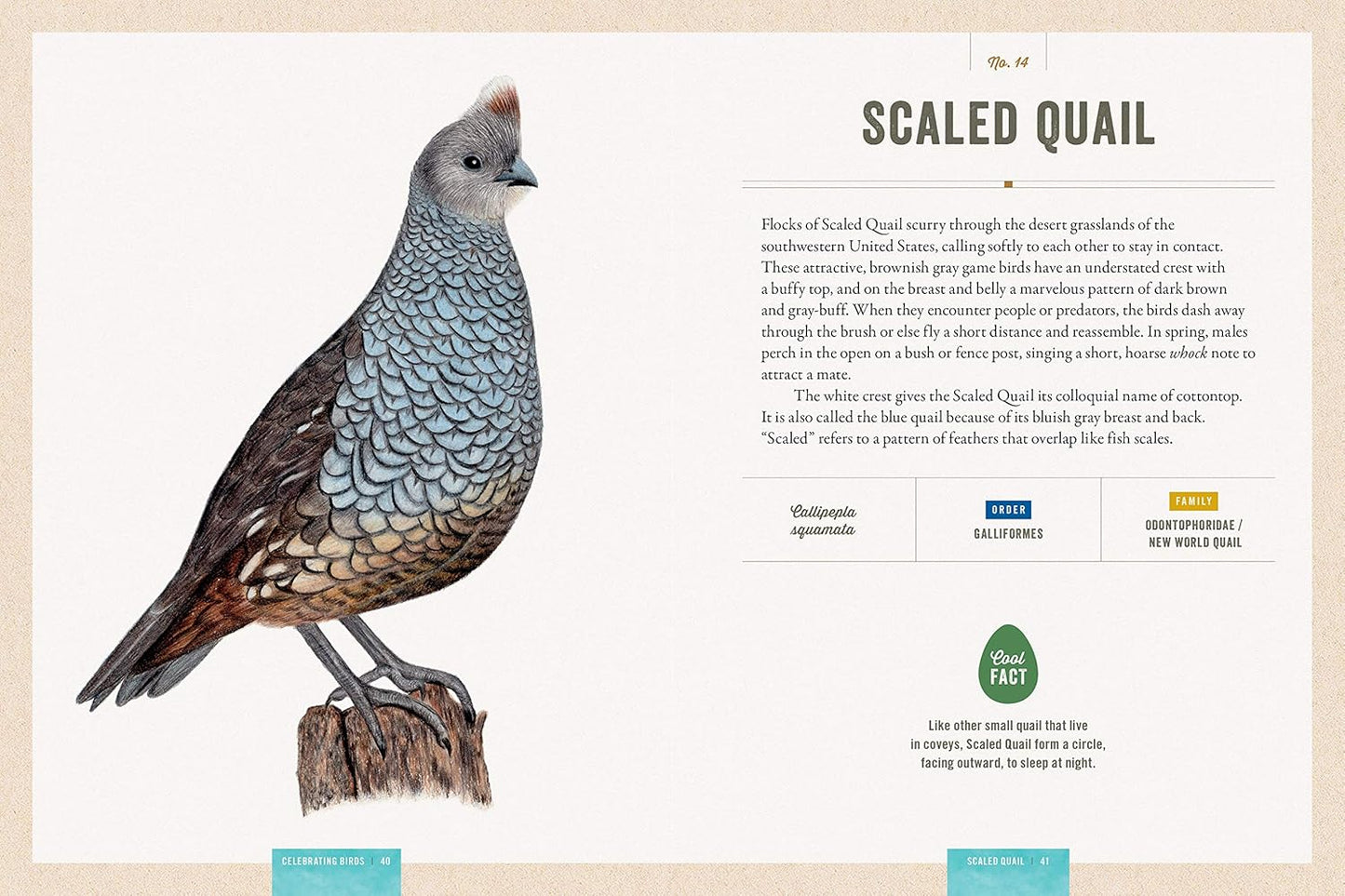 Book - Celebrating Birds: An Interactive Field Guide Featuring Art from Wingspan (Hardback)