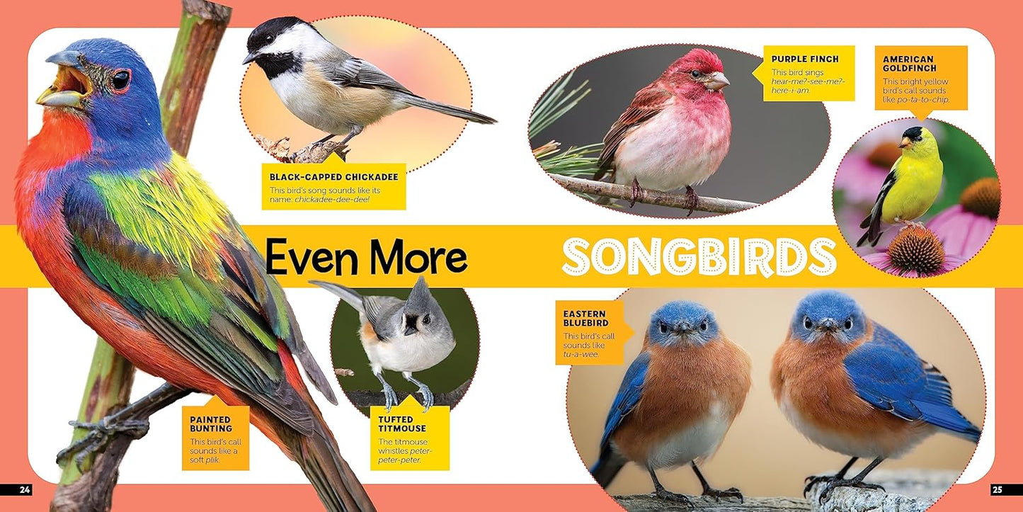 Book - Little Kids First Nature Guide Birds by Moira Rose Donohue (Flexibound)