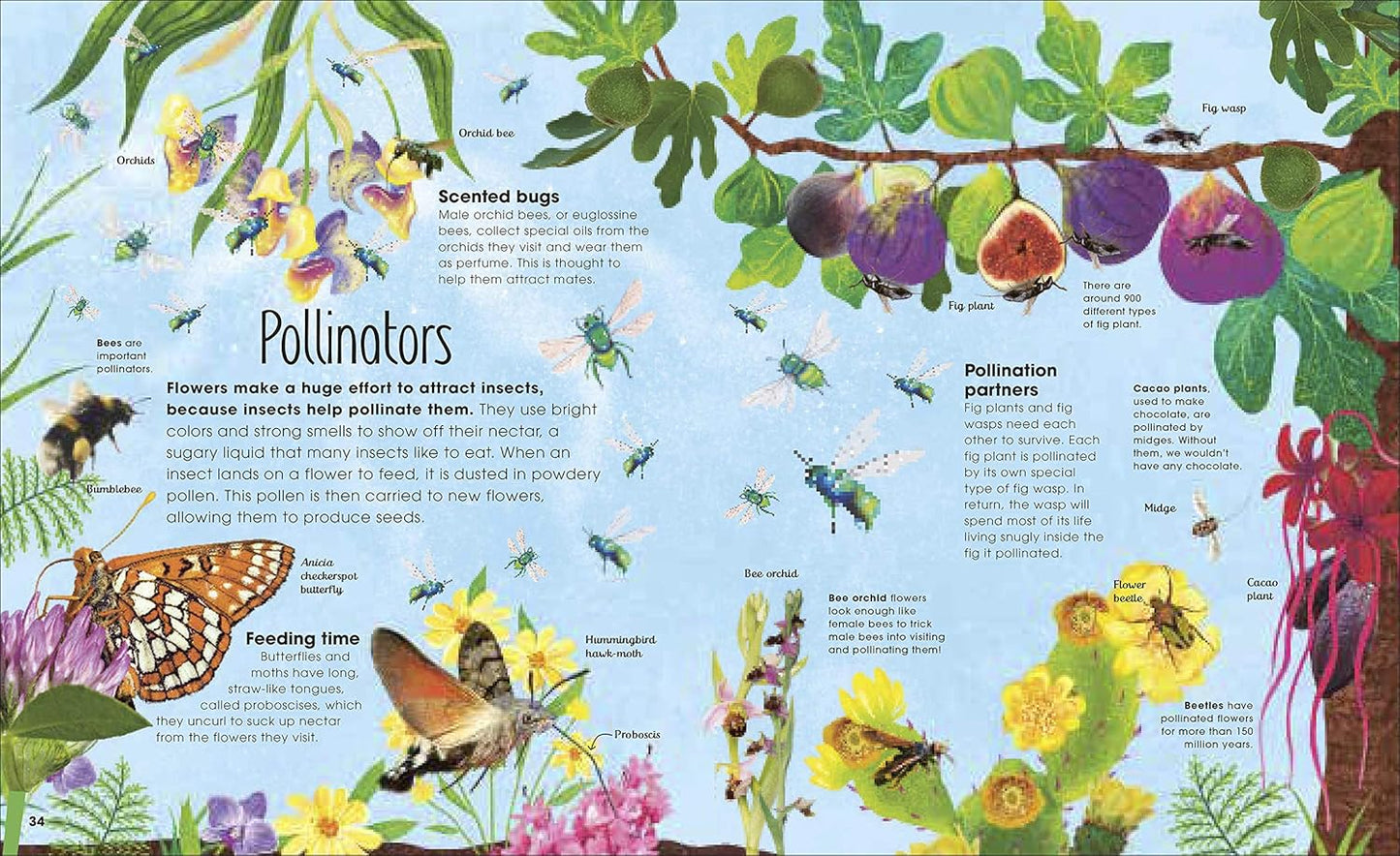 Book - The Book of Brilliant Bugs (The Magic and Mystery of the Natural World) by Jess French (Hardback)