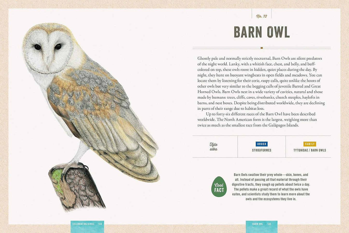 Book - Celebrating Birds: An Interactive Field Guide Featuring Art from Wingspan (Hardback)