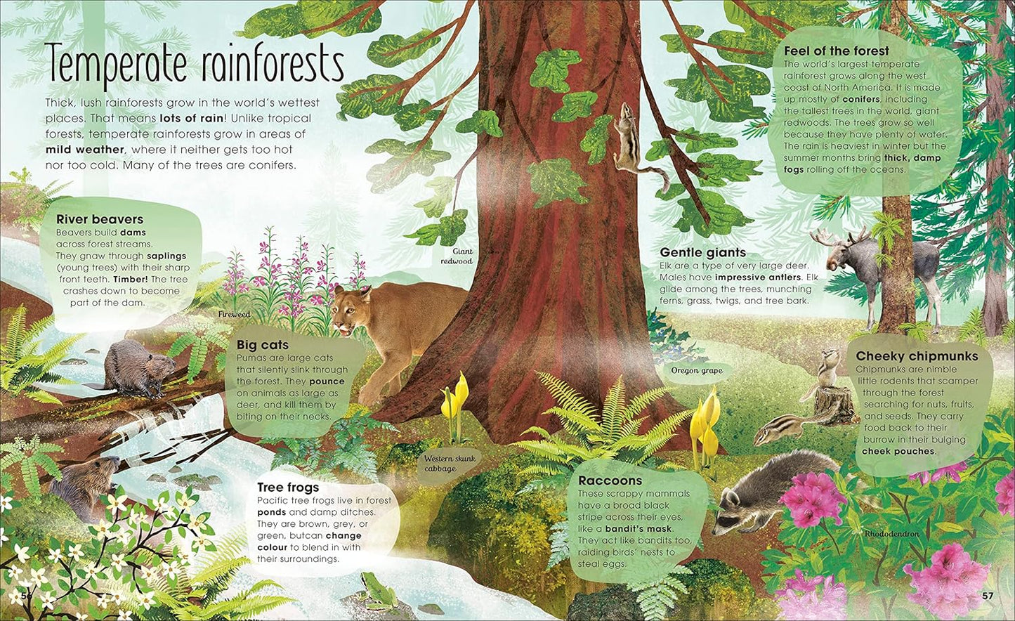 Book - Magic & Mystery of Trees by Jen Green (Hardback)