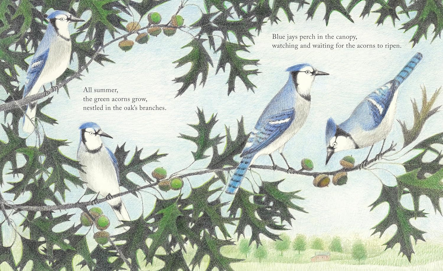 Book - The Blue Jays That Grew a Forest by Lynn Street (Hardback)