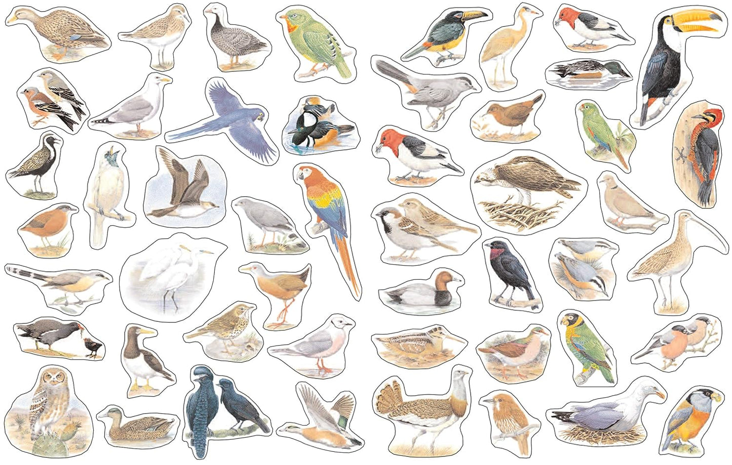 Book - Ultimate Bird Sticker Book with 100 Amazing Stickers: Learn All About the Different Types of Birds – with Fantastic Reusable Easy-To-Peel Stickers (Paperback)