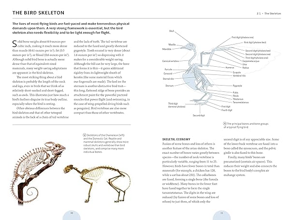 Book - How Birds Work: An Illustrated Guide to the Wonders of Form and Function--From Bones to Beak by Marianne Taylor (Flexibound)