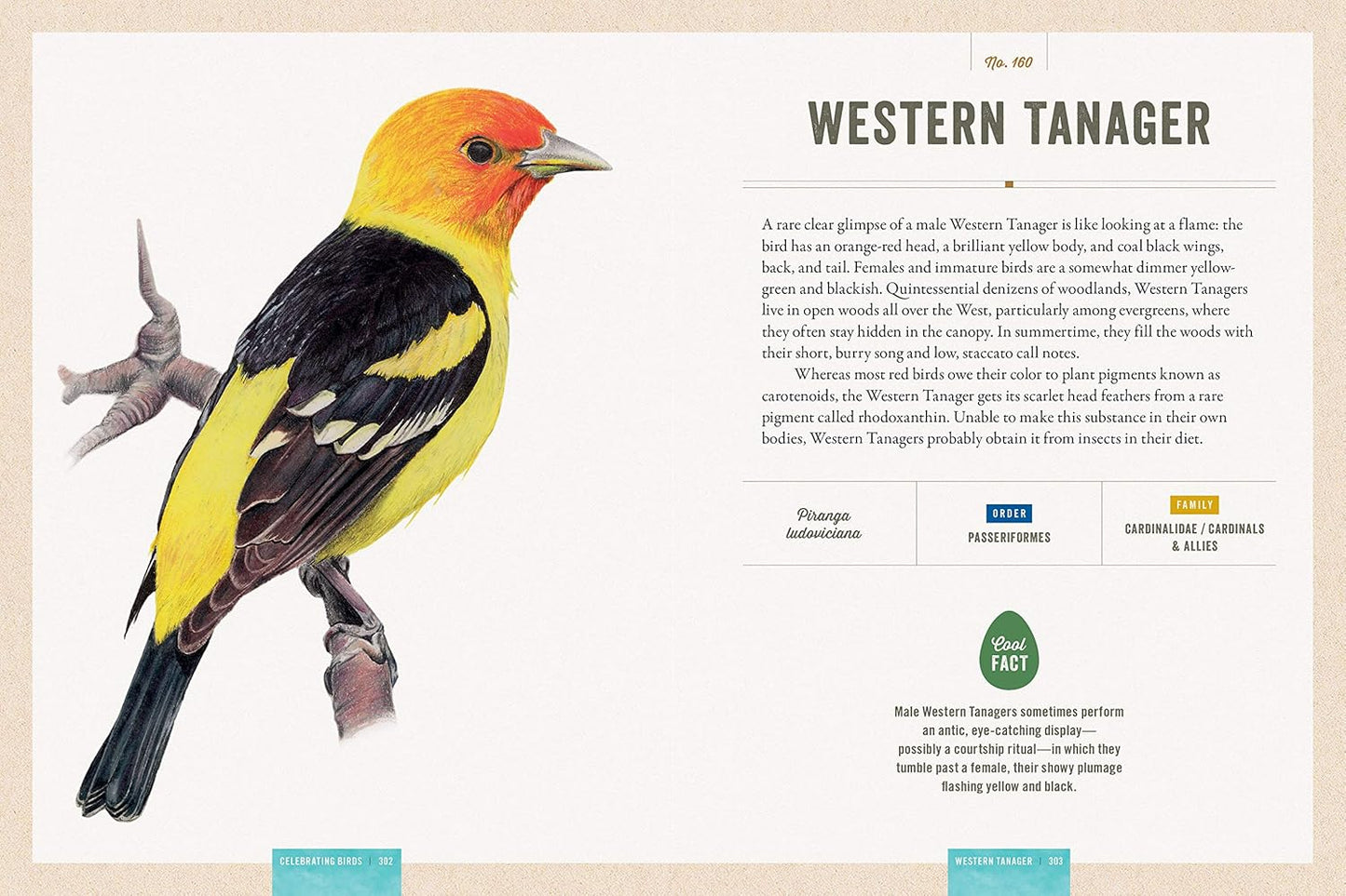 Book - Celebrating Birds: An Interactive Field Guide Featuring Art from Wingspan (Hardback)