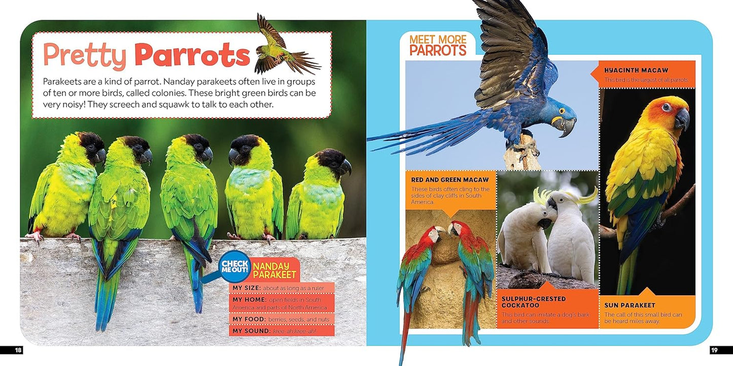 Book - Little Kids First Nature Guide Birds by Moira Rose Donohue (Flexibound)