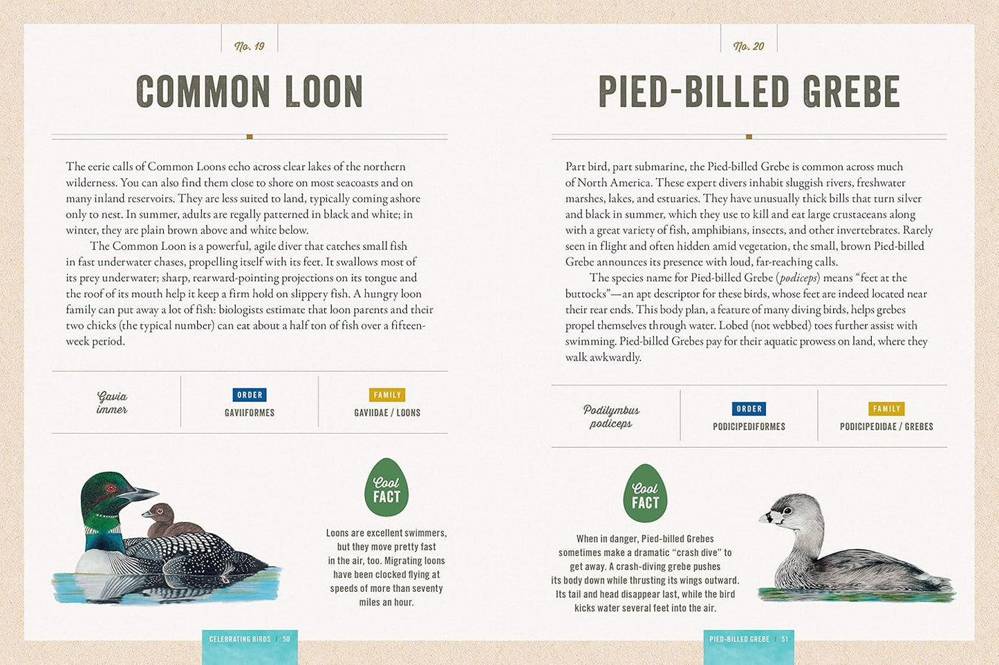 Book - Celebrating Birds: An Interactive Field Guide Featuring Art from Wingspan (Hardback)