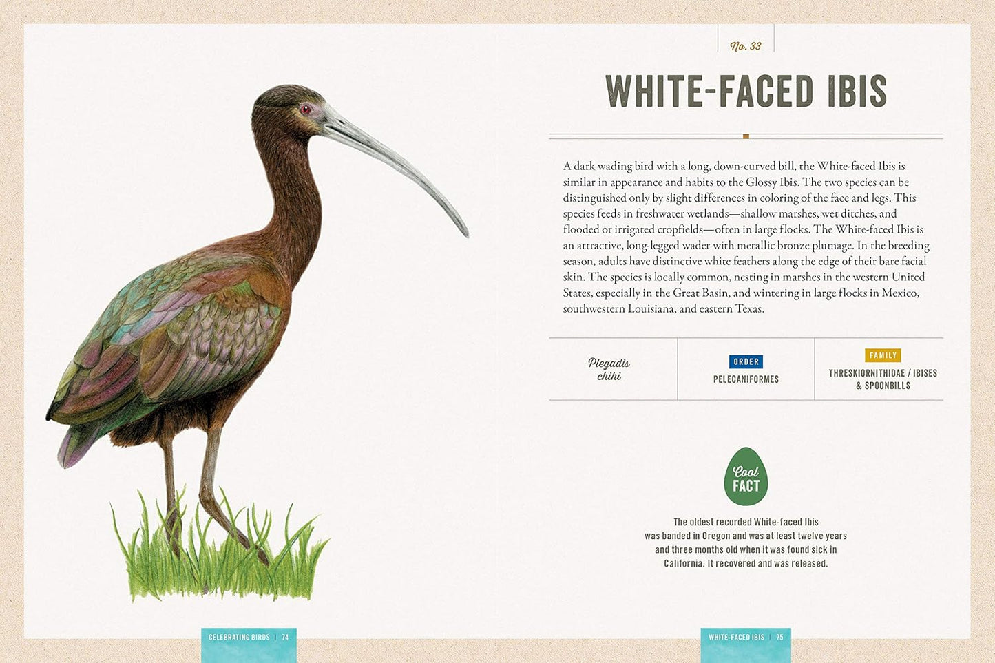 Book - Celebrating Birds: An Interactive Field Guide Featuring Art from Wingspan (Hardback)
