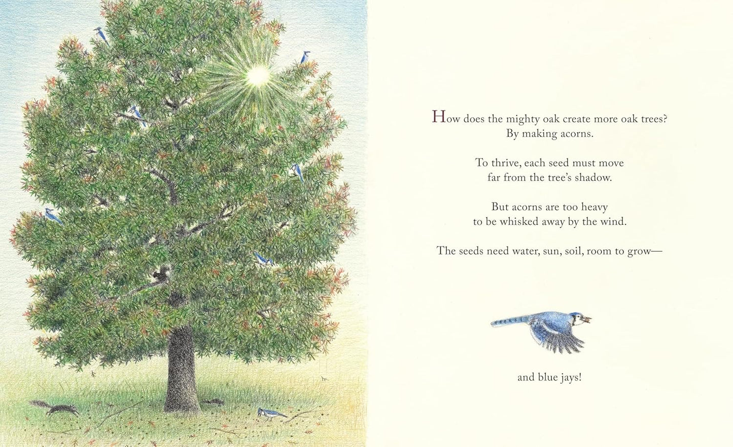 Book - The Blue Jays That Grew a Forest by Lynn Street (Hardback)
