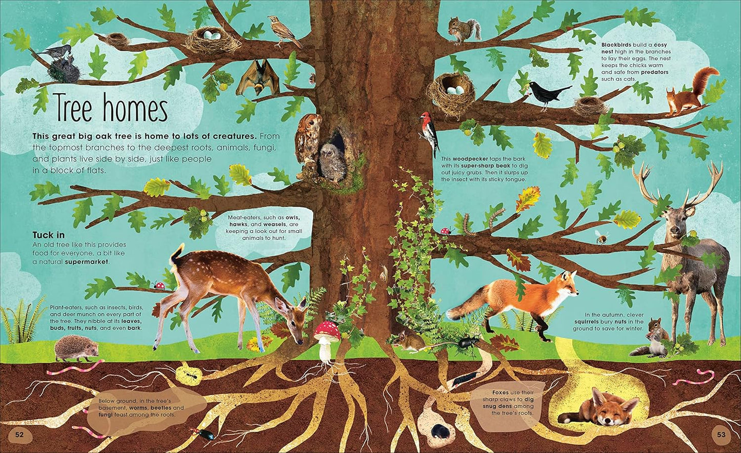 Book - Magic & Mystery of Trees by Jen Green (Hardback)