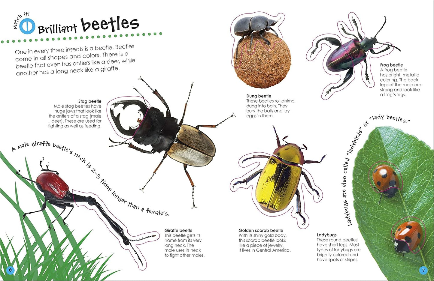 Book - Ultimate Sticker Book: Bugs: Over 250 Reusable Full-Color Stickers (Paperback)