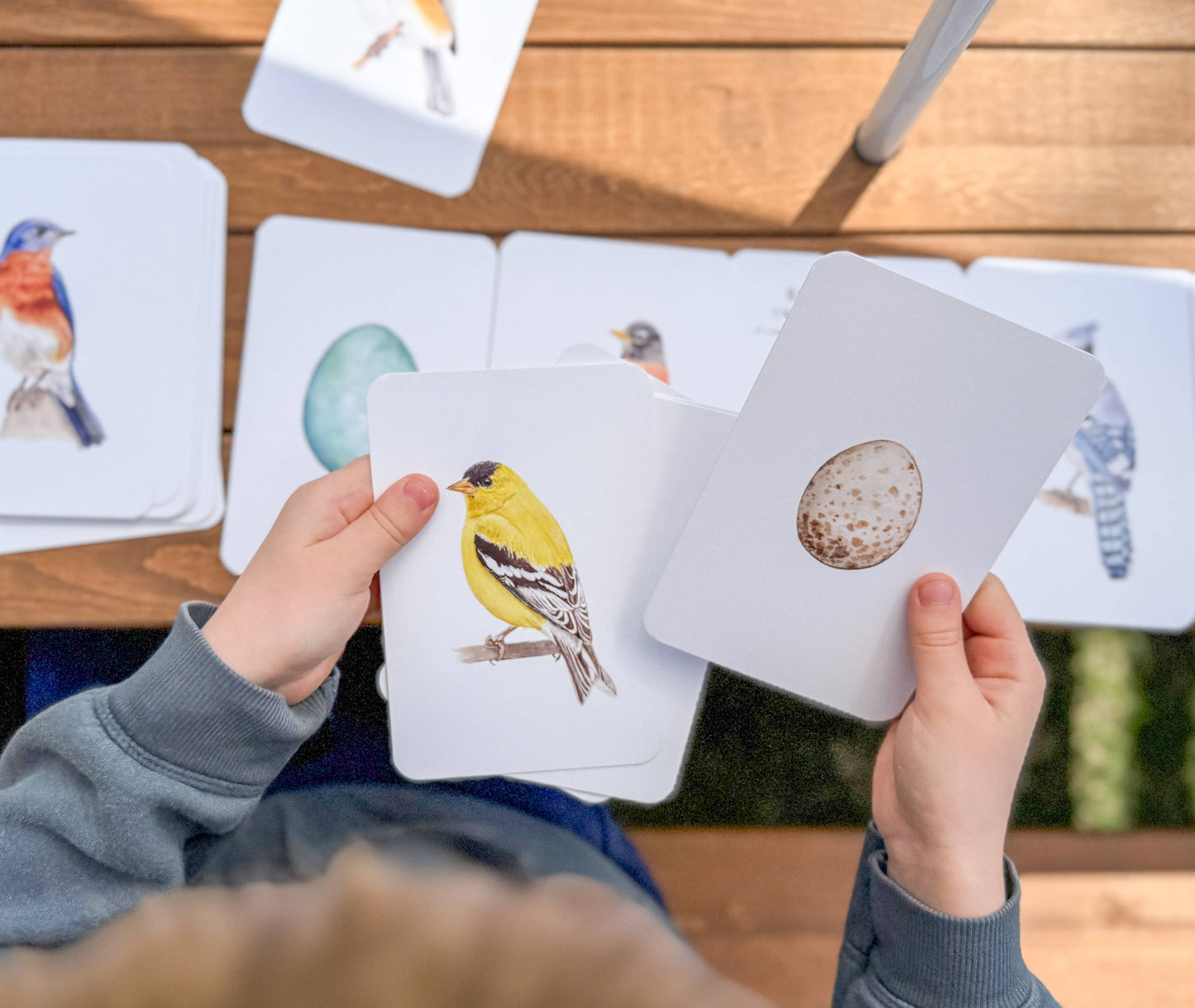 Montessori Learning Cards - Backyard Birds and Eggs
