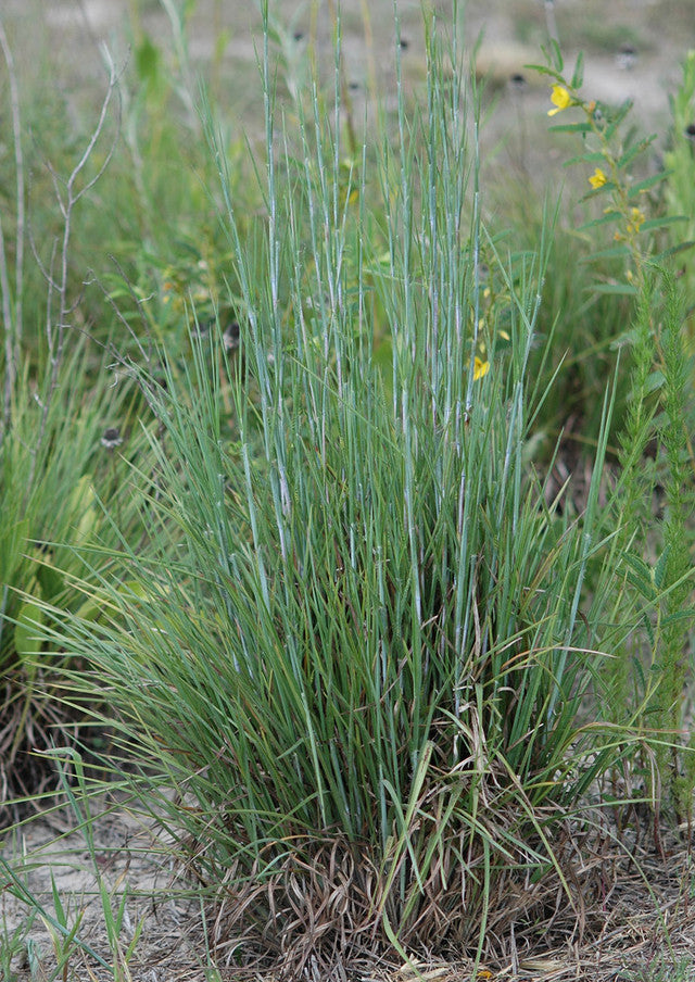 Plants for Birds - Little Bluestem - Large Pack (Native American Seed)