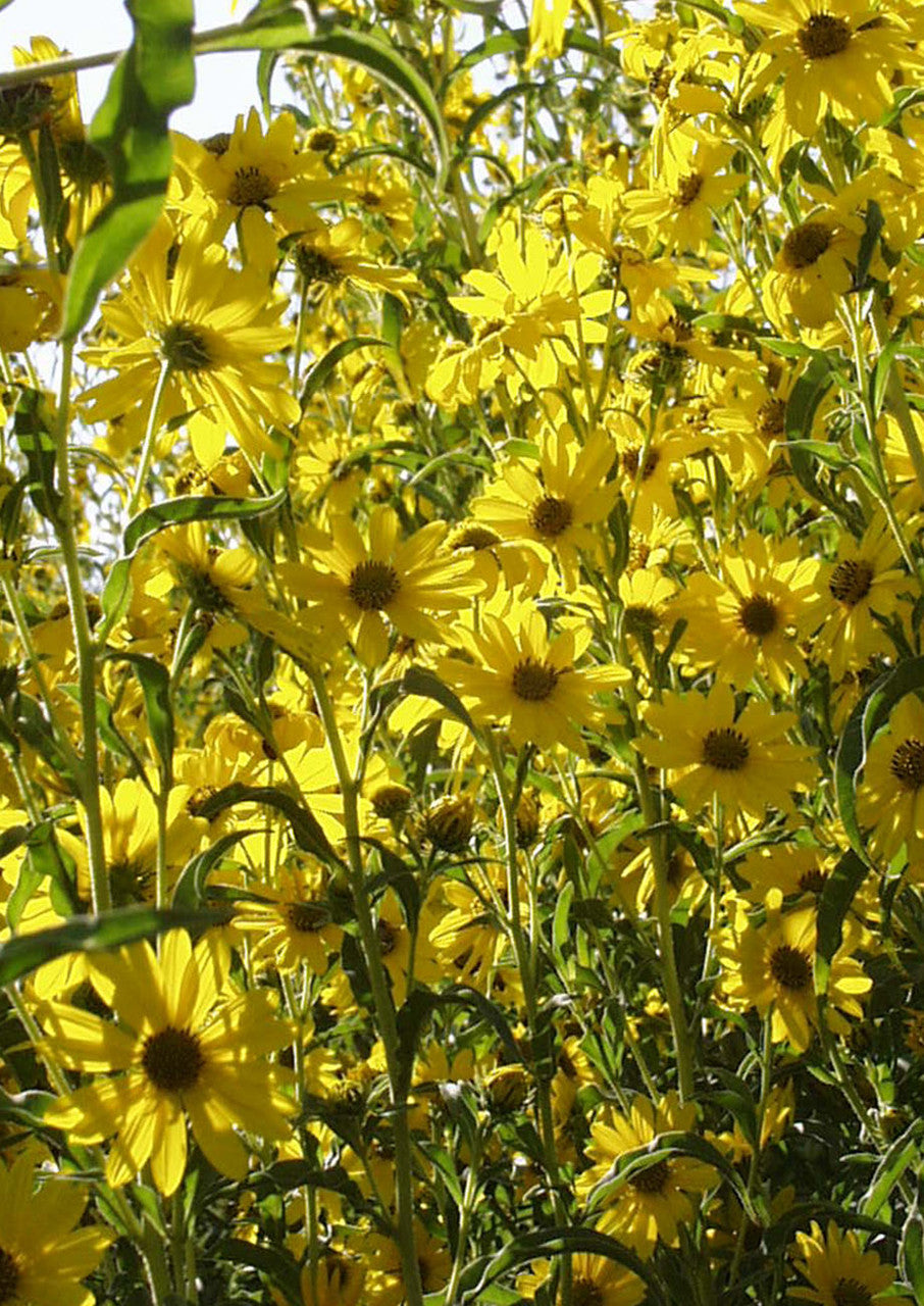 Plants for Birds - Maximilian Sunflower - Small Pack (Native American Seed)