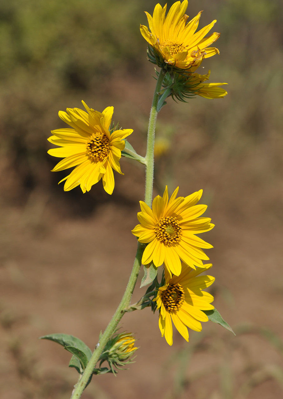Plants for Birds - Maximilian Sunflower - Small Pack (Native American Seed)