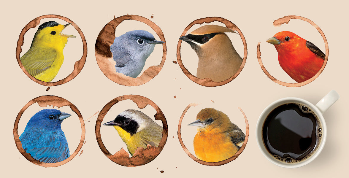Bird-Friendly Coffee - Espresso Roast - Whole Bean (12 oz)