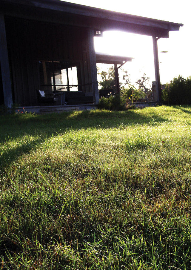 Plants for Birds - Native Sun Turf - Large Pack (Native American Seed)