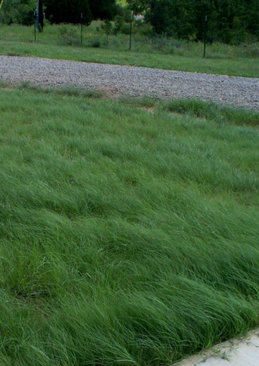 Plants for Birds - Native Sun Turf - Large Pack (Native American Seed)