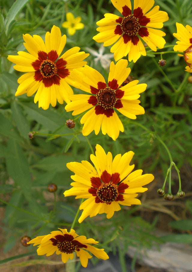Plants for Birds - Plains Coreopsis - Small Pack (Native American Seed)