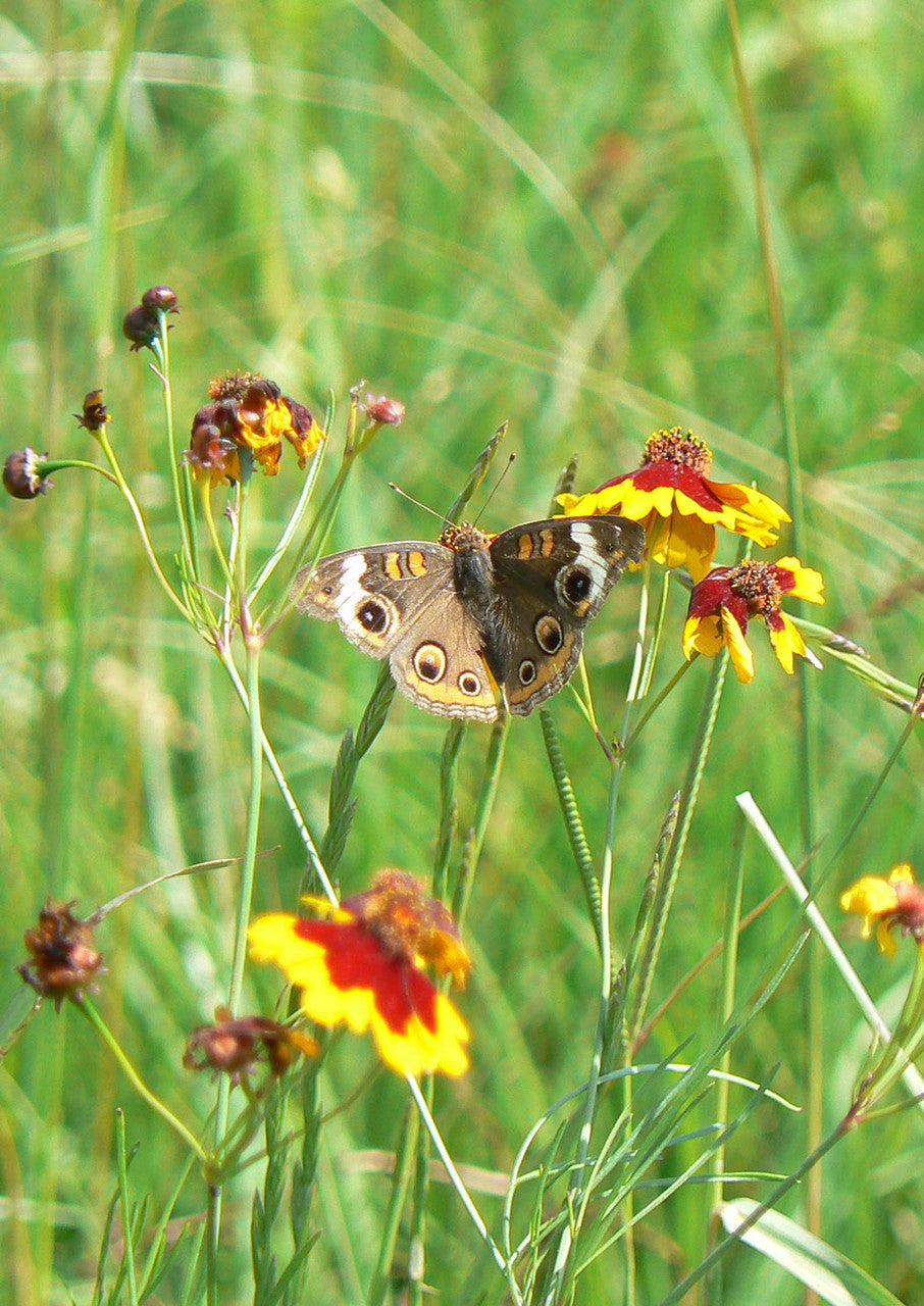 Plants for Birds - Plains Coreopsis - Small Pack (Native American Seed)
